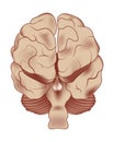 Parts of the human brain. Back view. Royalty Free Stock Photo